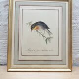 Japan Rossignol ornithological board