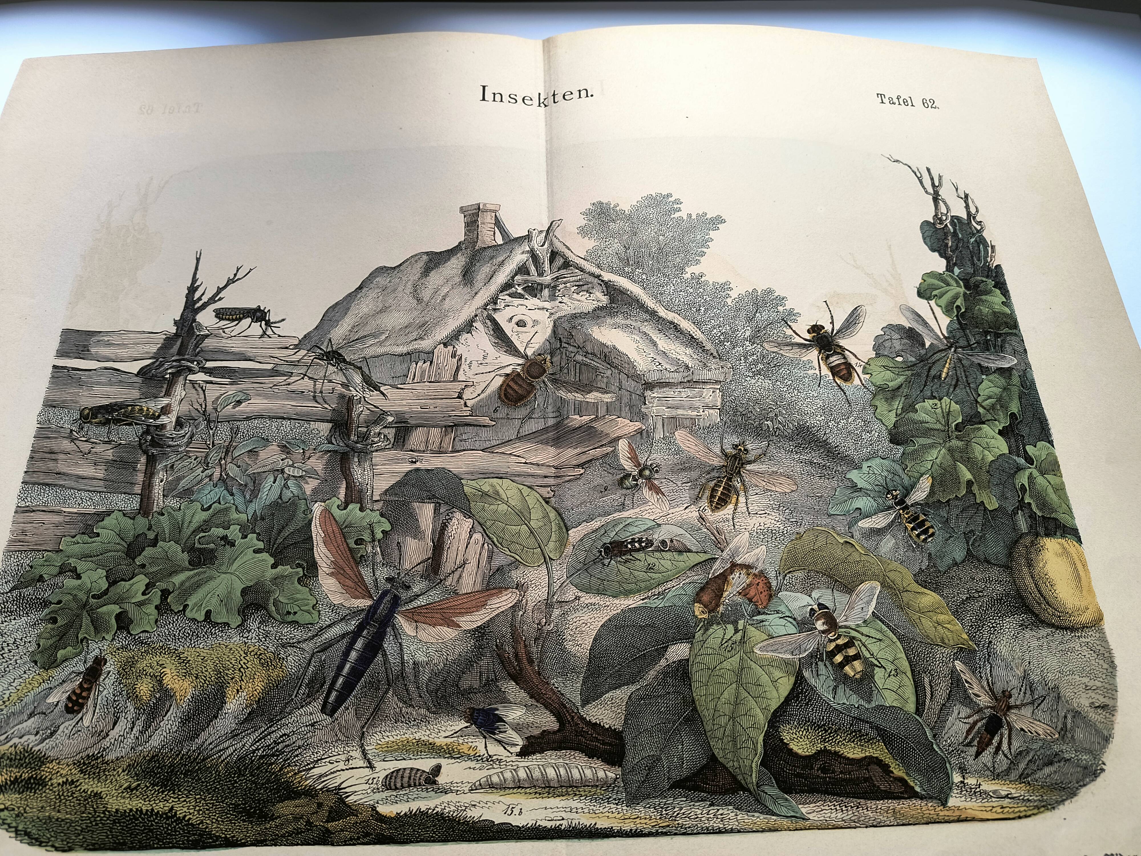Engraving from 1886 - Insects on the farm - Vintage old lithograph