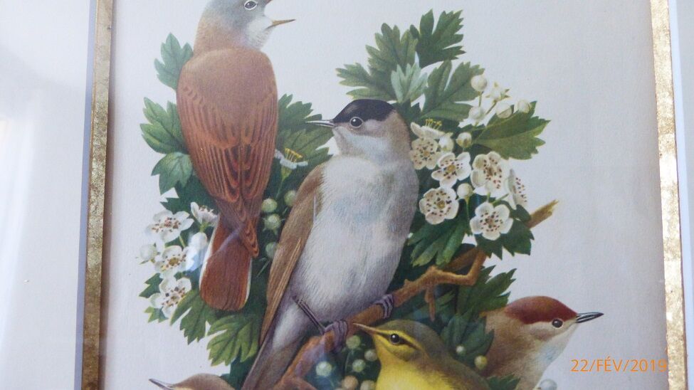 Birds - collection Hepatior N ° 3