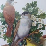 Birds - collection Hepatior N ° 3