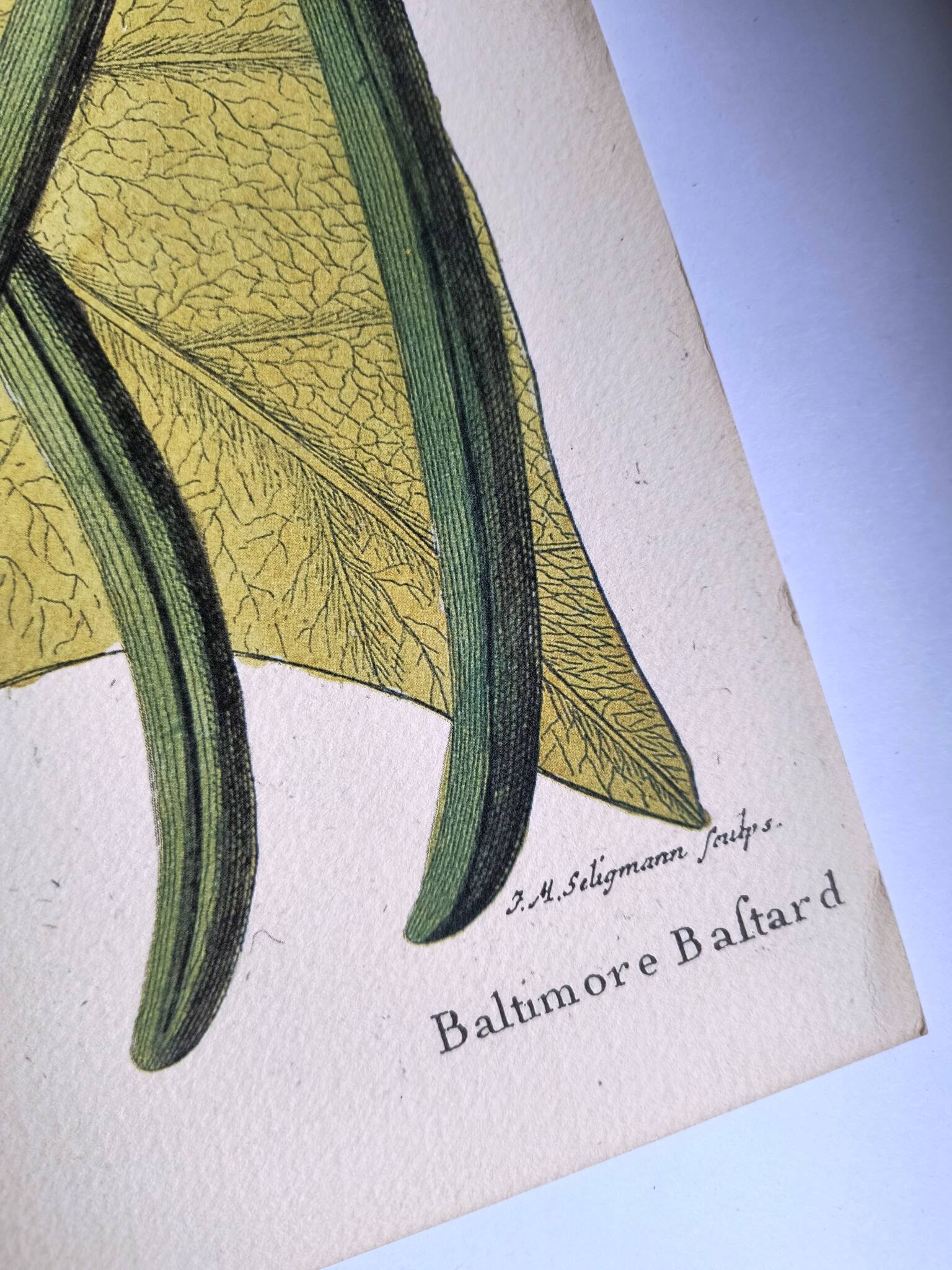 Antique bird engraving - Baltimore Bastard - Natural Seligmann plate