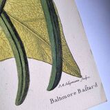 Antique bird engraving - Baltimore Bastard - Natural Seligmann plate