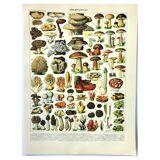 Gravure botanique 1897 A. Millot - Champignon 2, cueillette