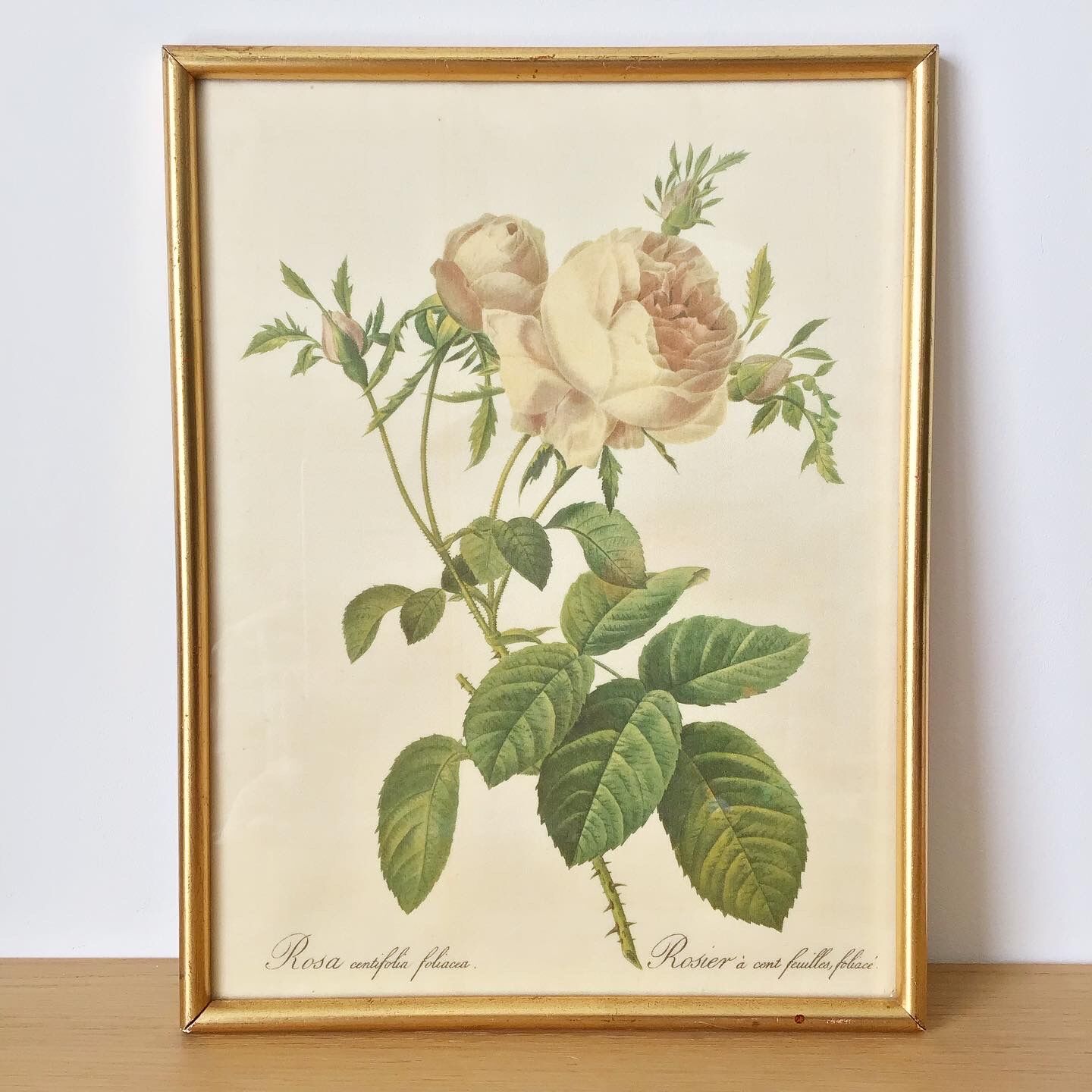 Vintage dreaded rose frame on fabric