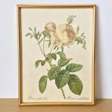 Vintage dreaded rose frame on fabric