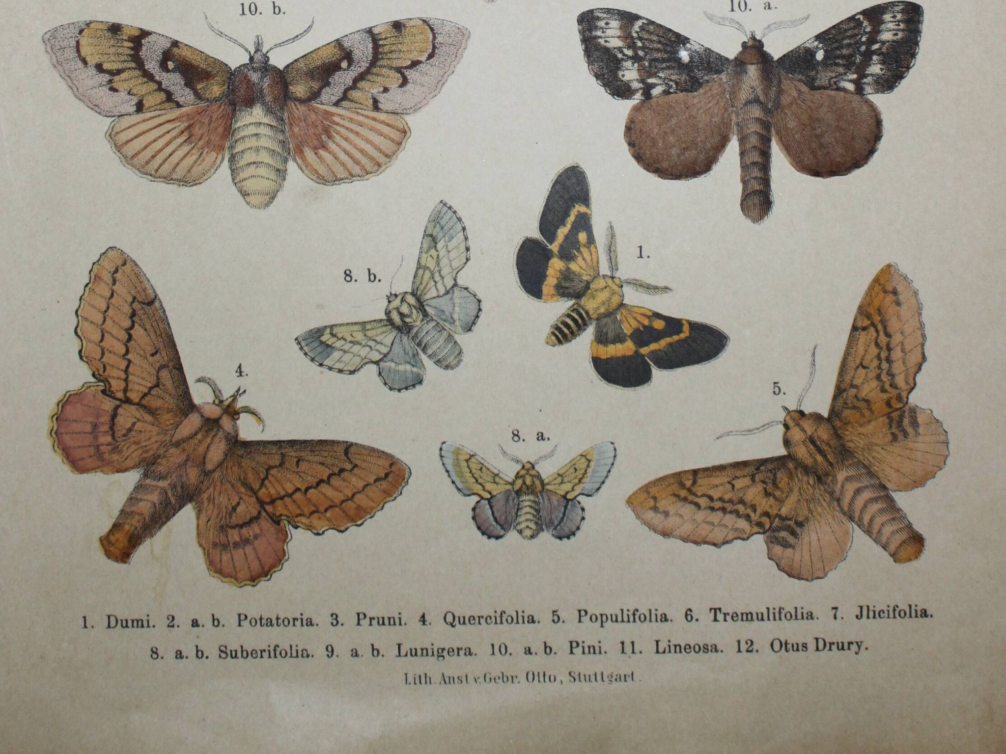 Old engraving of Butterflies - Lithograph from 1887 - Dumi - Original illustration of insects