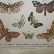 Old engraving of Butterflies - Lithograph from 1887 - Dumi - Original illustration of insects