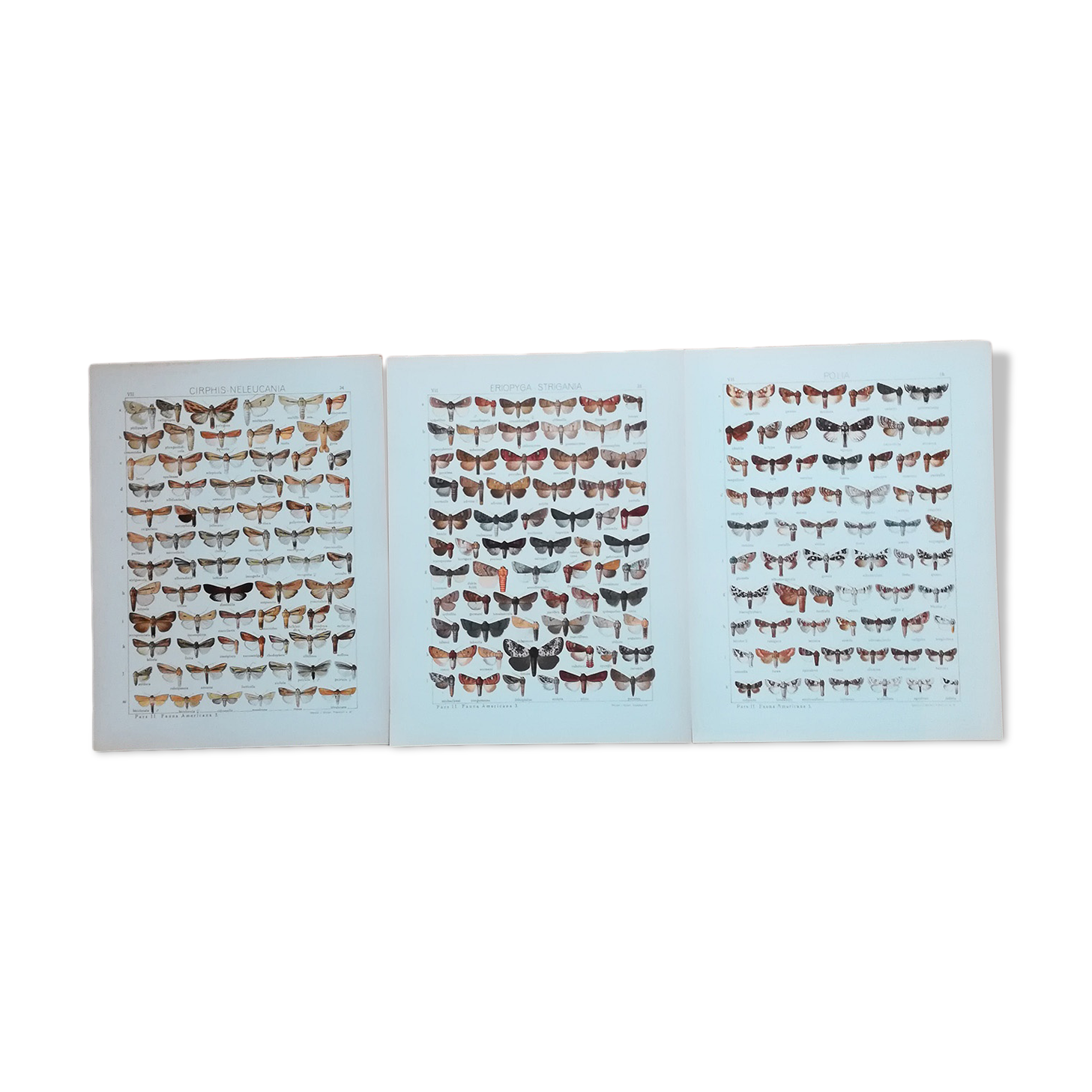 Engravings of lepidoptera lot of three