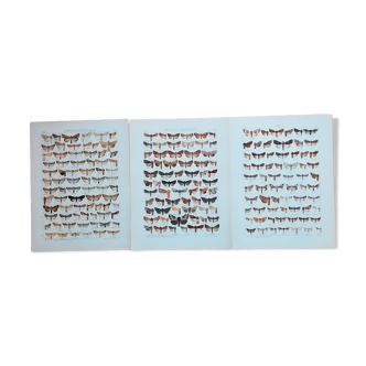 Gravures de lépidoptères lot de trois
