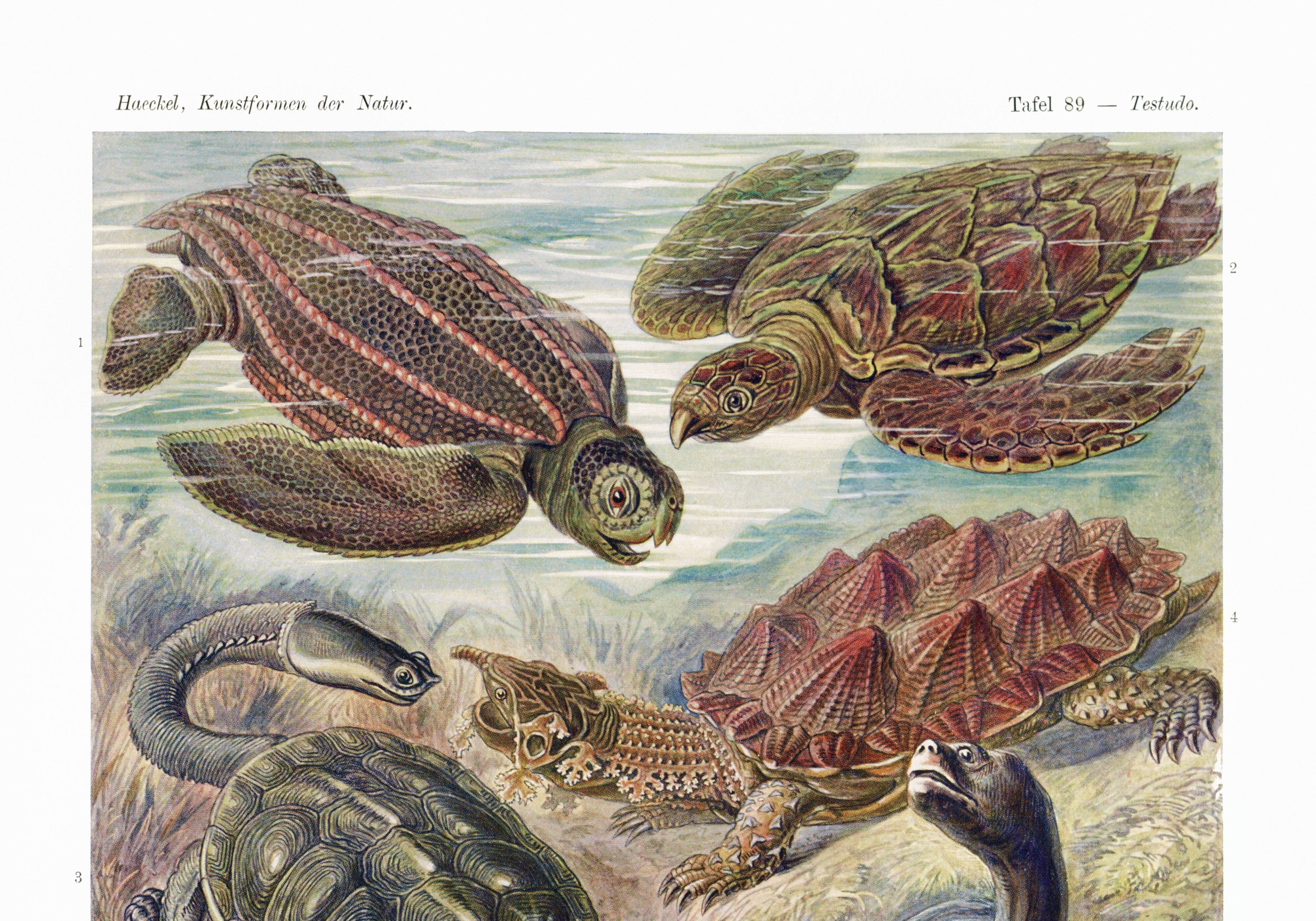 Poster about turtles, based on an old lithograph from 1904.