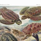 Poster about turtles, based on an old lithograph from 1904.