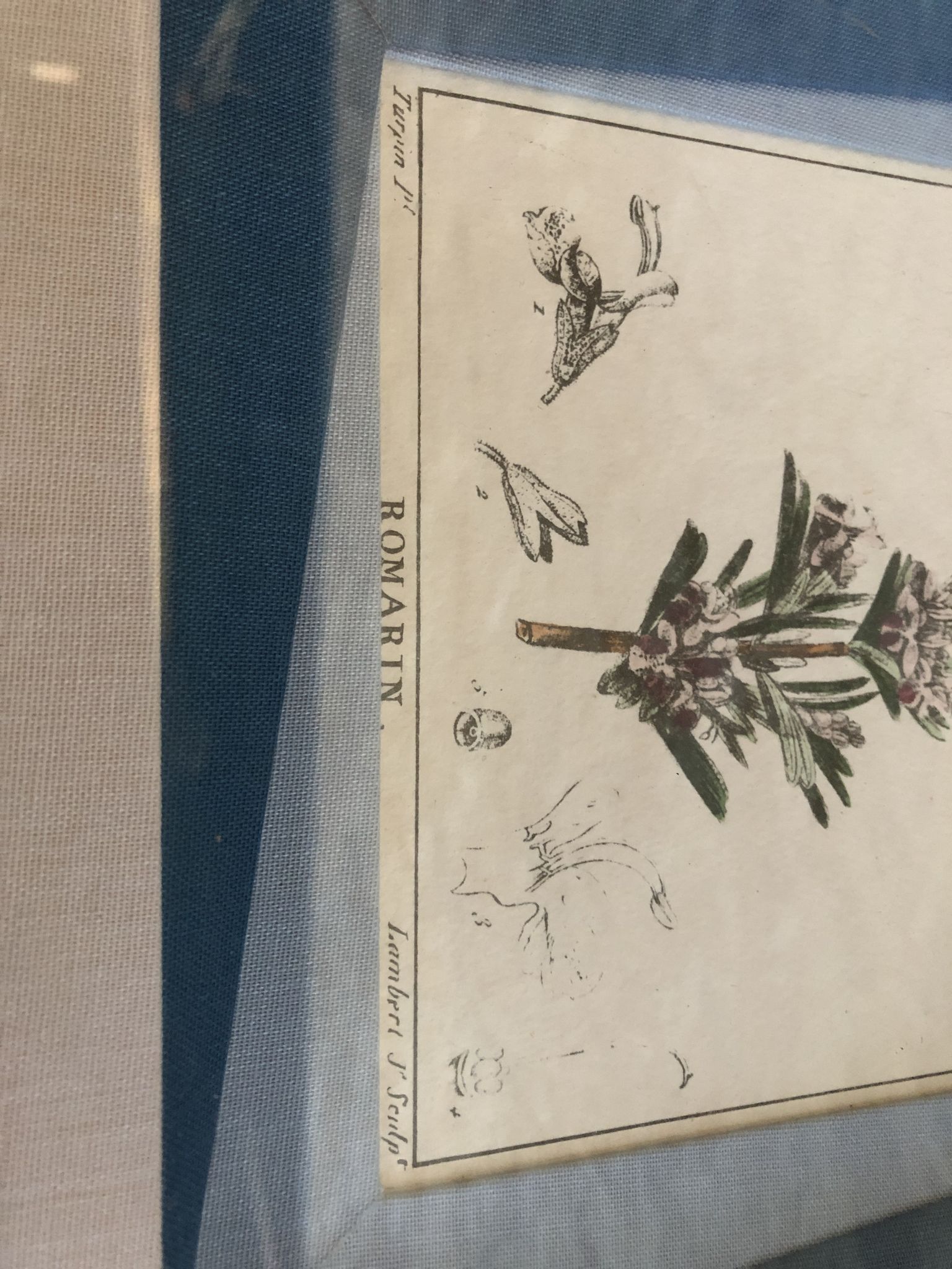 Old botanical board romarin