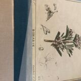 Old botanical board romarin
