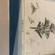 Old botanical board romarin