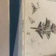 Old botanical board romarin