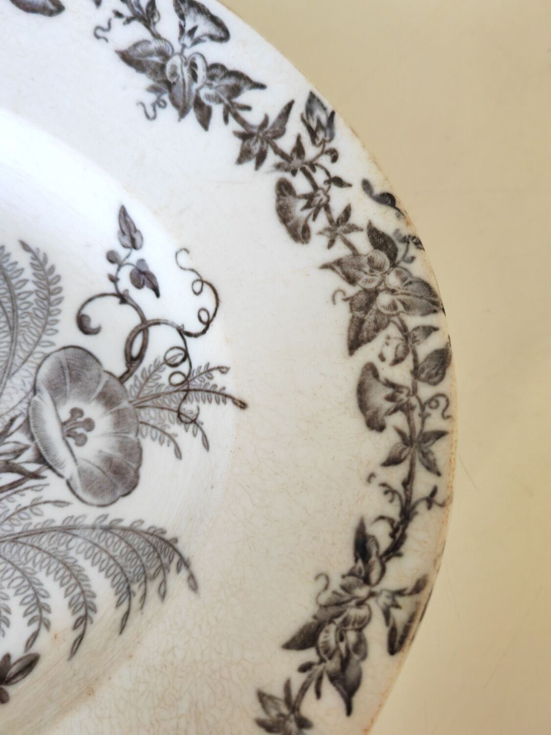 Dish bindweed Pexonne