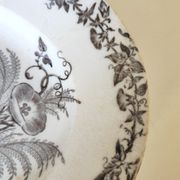 Dish bindweed Pexonne