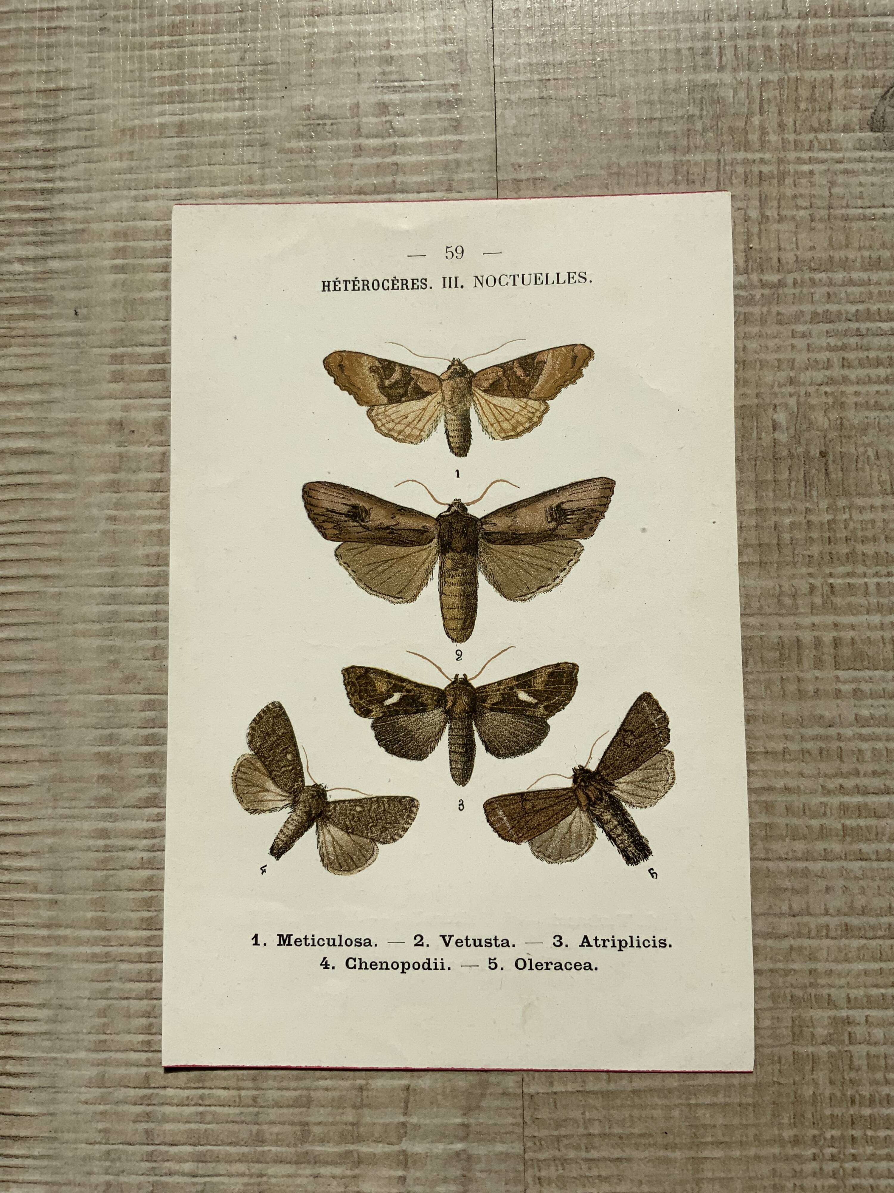 Vintage botanical plate antique butterfly engraving 1903 double-sided G. Denise