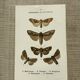 Vintage botanical plate antique butterfly engraving 1903 double-sided G. Denise