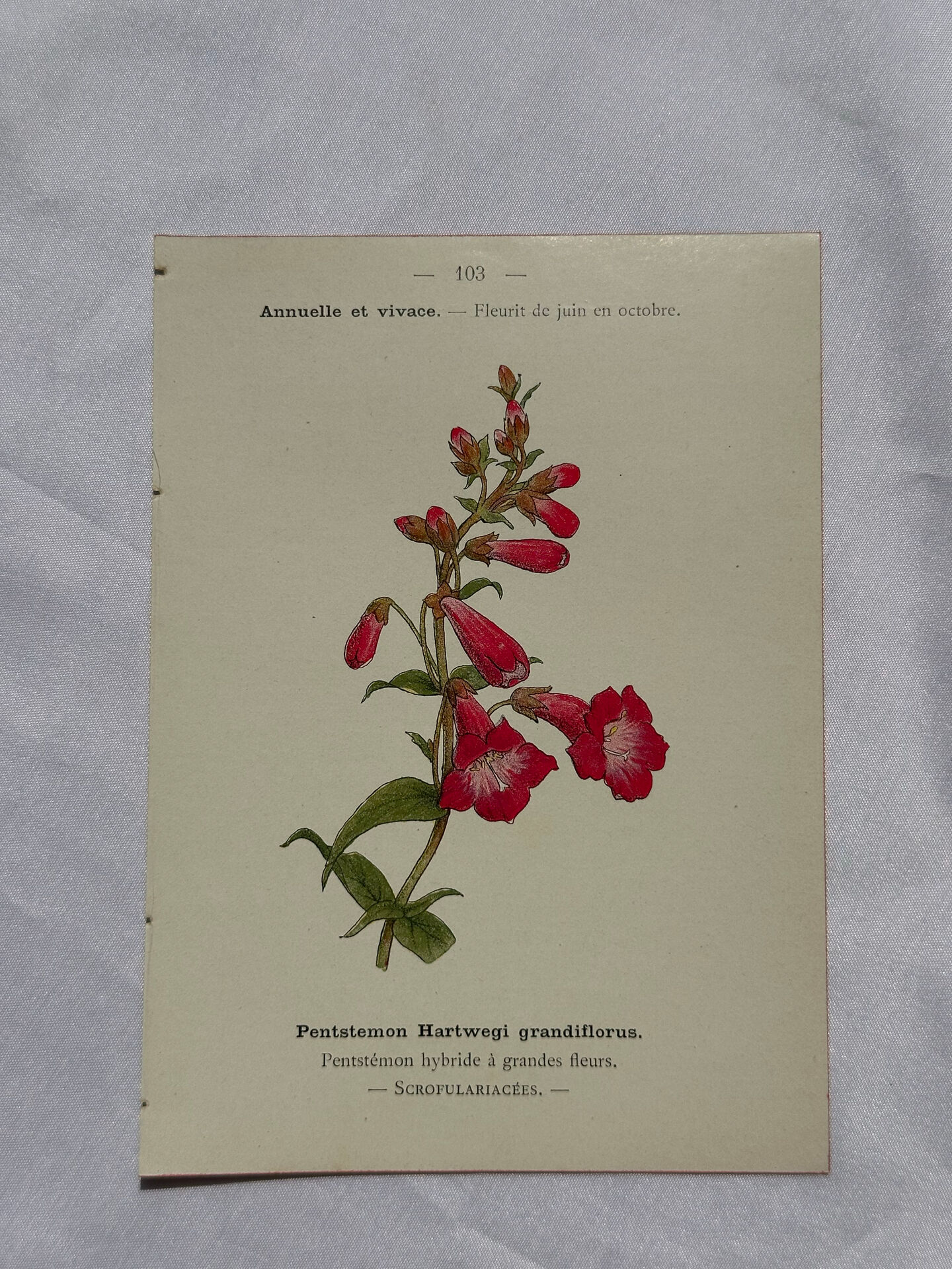 🌿 Botanical Plate Old Naturalist Engraving 19th Century Double-Sided A