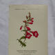 🌿 Botanical Plate Old Naturalist Engraving 19th Century Double-Sided A