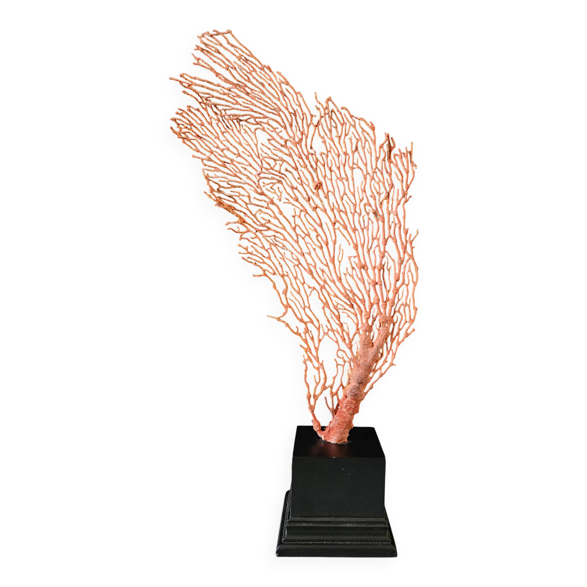 Large Red/Orange Gorgon Black wooden base. H: 36 cm