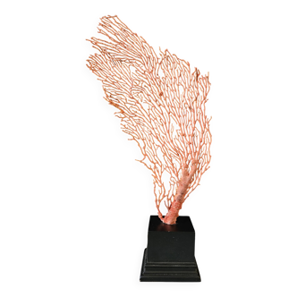 Grande Gorgone Rouge/Orange Socle en bois noir. H : 36 cm