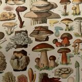 Lithograph on mushrooms (Lenzite flaccid) - 1900