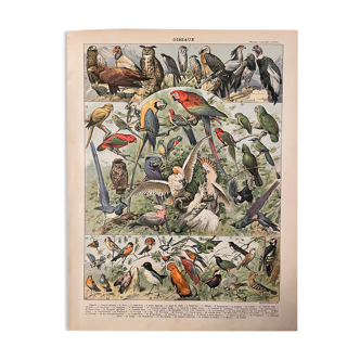 Lithograph engraving birds from 1897 (falcon)