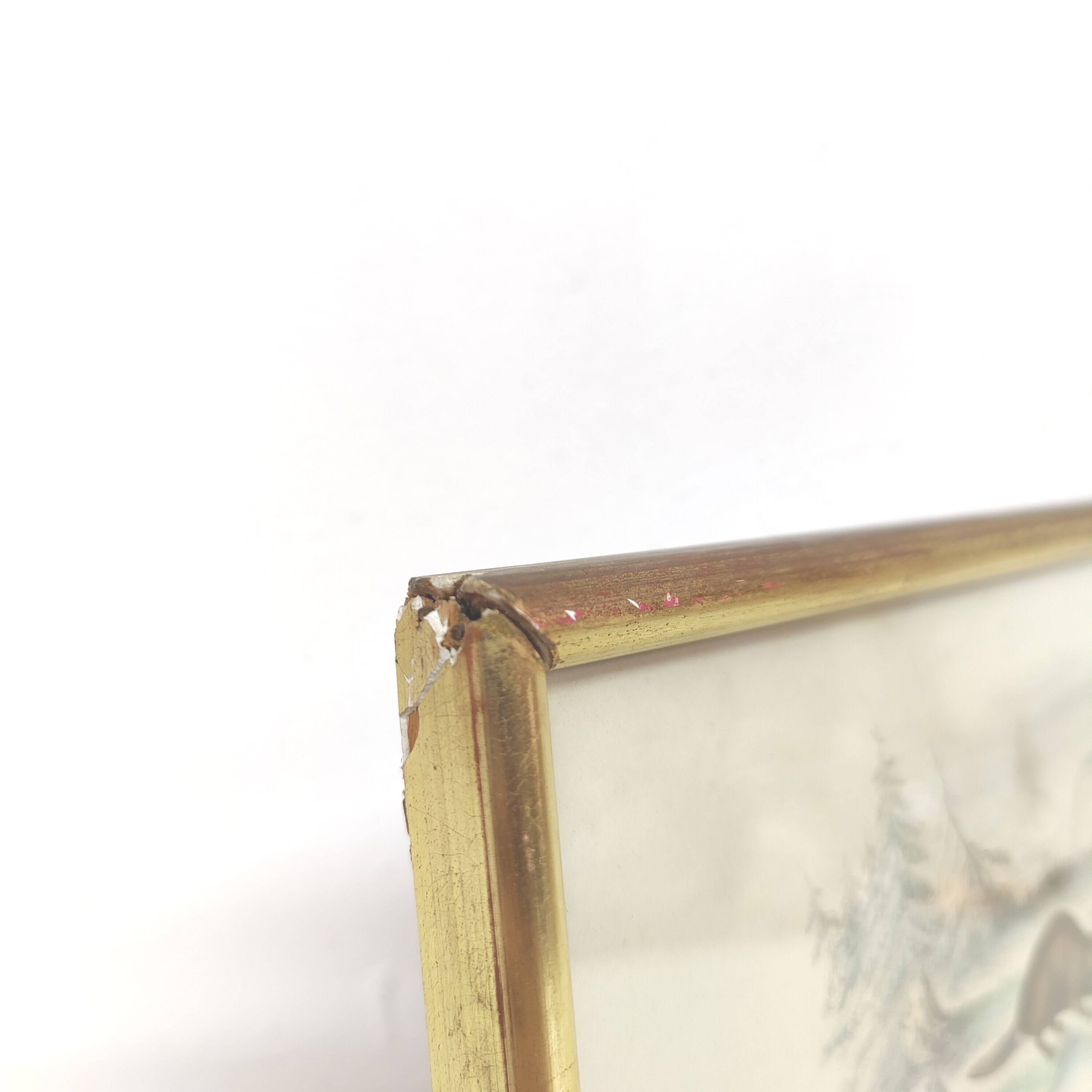 Zoological board engraving Buffon otter and beaver from Canada gilded wood frame