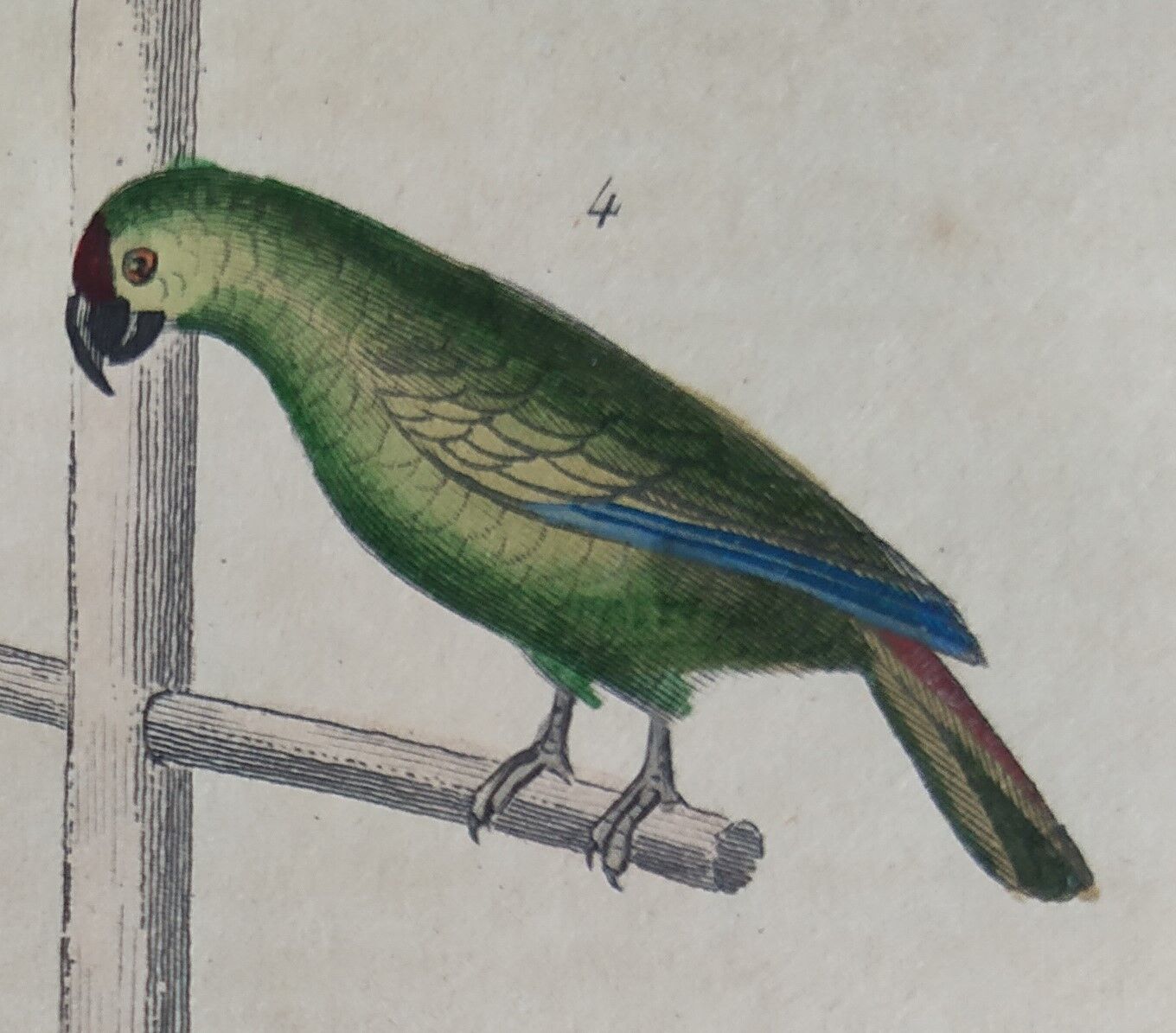 Original Ornithological plate " Meunier - Crik with blue face - &c... " Buffon (1836)