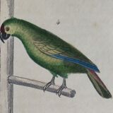 Original Ornithological plate " Meunier - Crik with blue face - &c... " Buffon (1836)