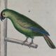 Original Ornithological plate " Meunier - Crik with blue face - &c... " Buffon (1836)