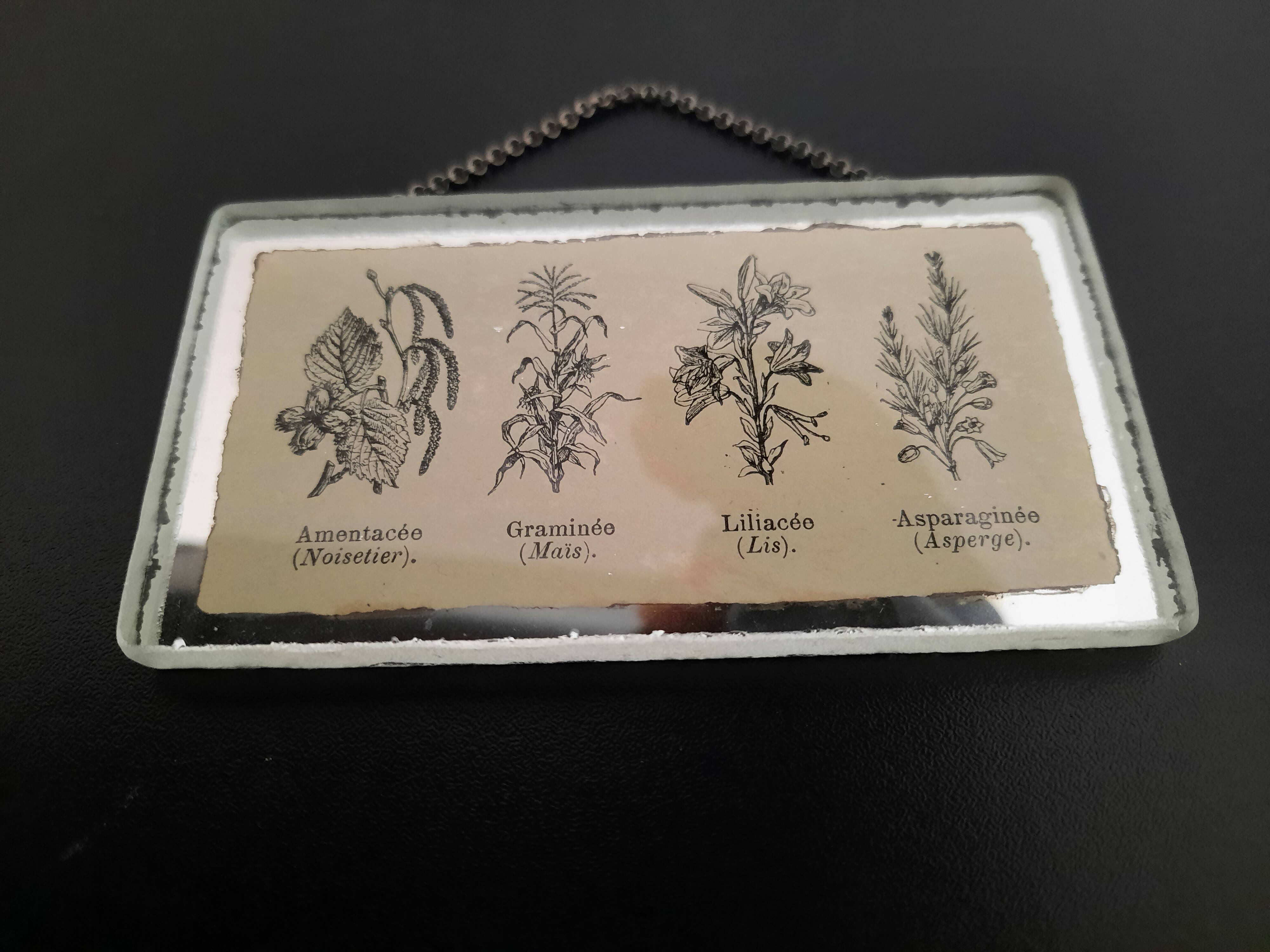 llustration ancienne "Herbier" insérée sous miroir