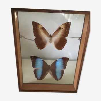 Wooden frame with 2 butterflies