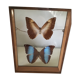 Wooden frame with 2 butterflies