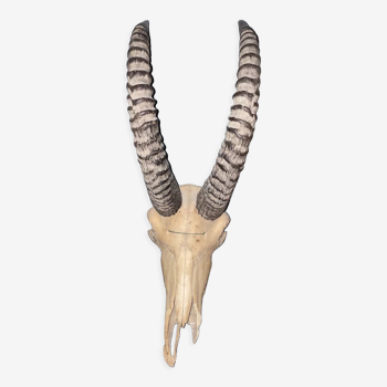 Black hippotrague skull and horns