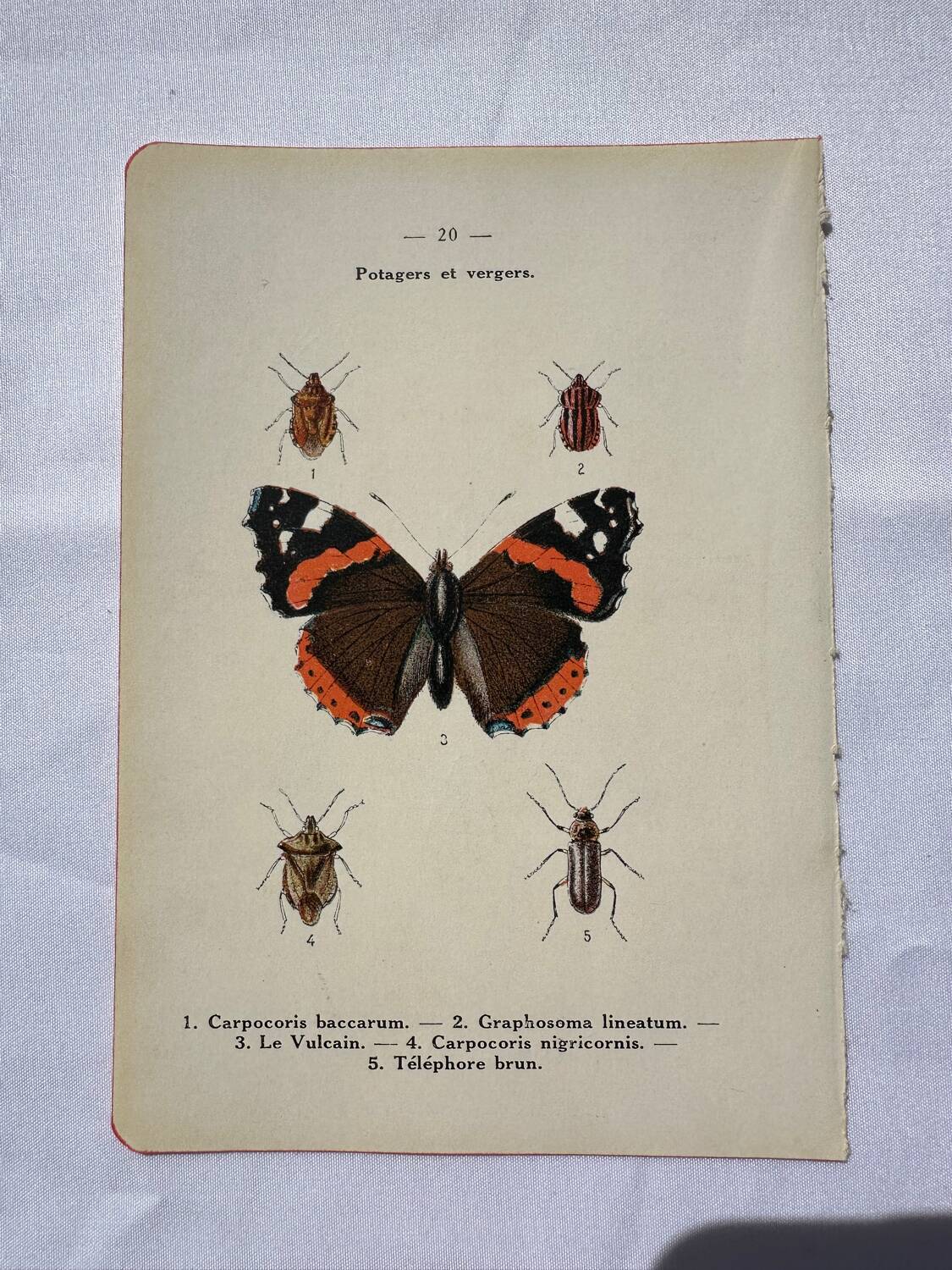 Gravure papillon ancienne planche botanique naturaliste double face