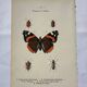 Gravure papillon ancienne planche botanique naturaliste double face
