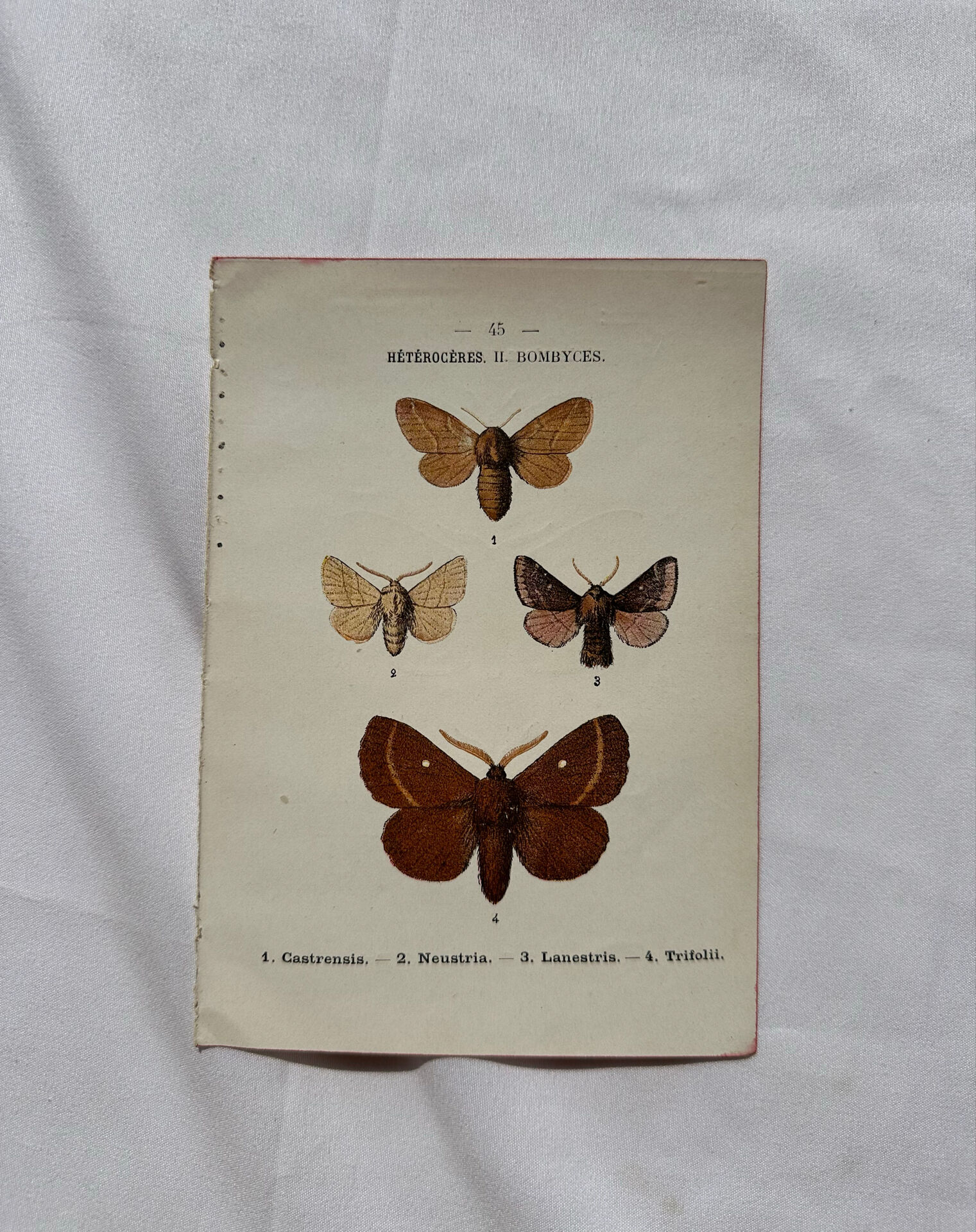 Botanical Plate 1800 Old naturalist engraving 19th century double-sided