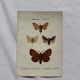 Botanical Plate 1800 Old naturalist engraving 19th century double-sided