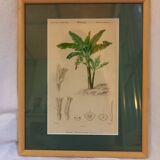 Old botanical plate, framed, representing a Chinese banana tree.