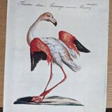 7 bird illustrations