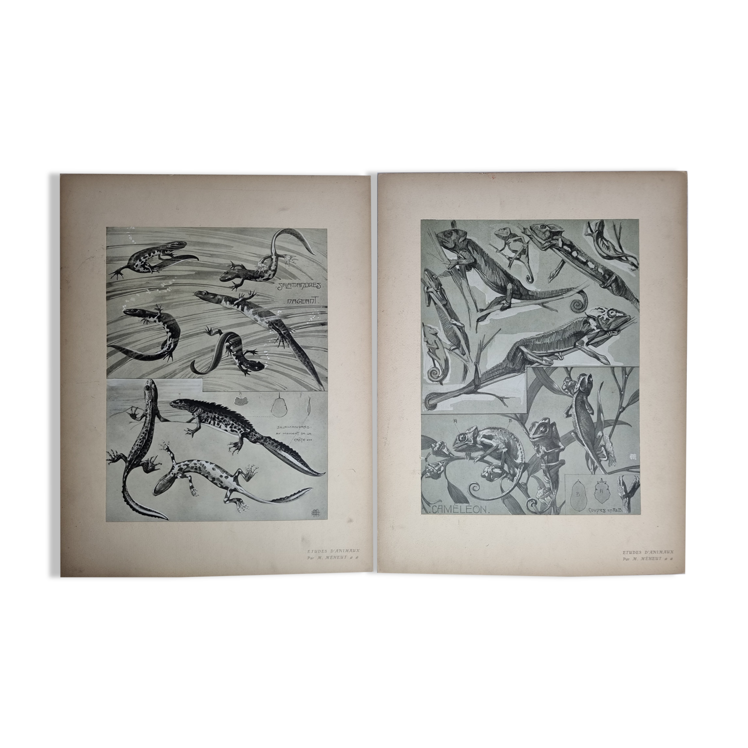 Two original plates "Etudes d'Animaux" by Mathurin Méheut, 1911