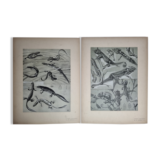 Two original plates "Etudes d'Animaux" by Mathurin Méheut, 1911