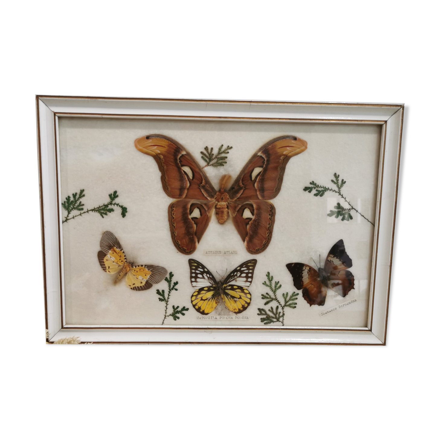 Vintage butterfly taxidermy frame
