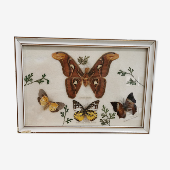 Vintage butterfly taxidermy frame