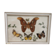 Vintage butterfly taxidermy frame