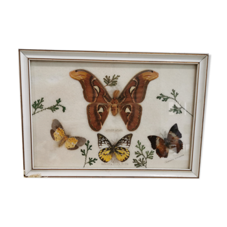Cadre taxidermie papillons vintage