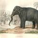 Planche zoologique originale "Eléphant" Buffon 1848